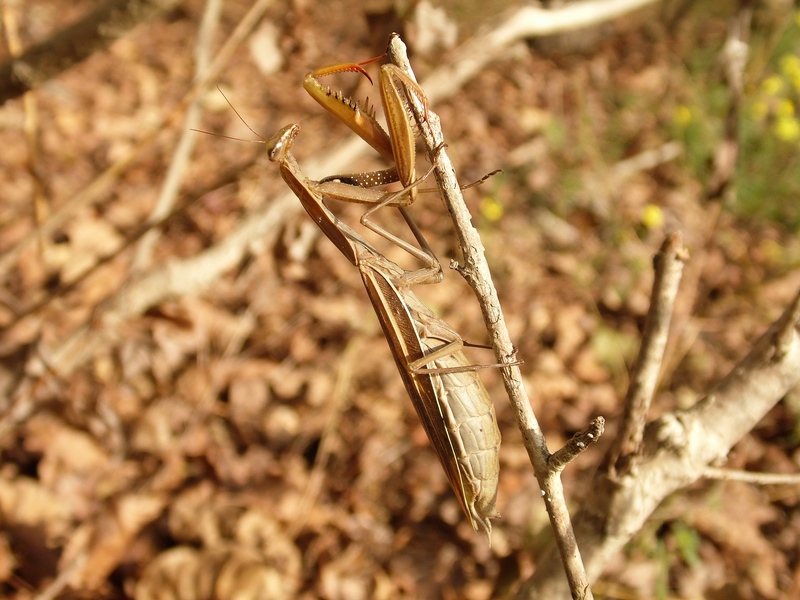 Mantis religiosa F ?